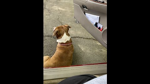 My Papa Boy Izzy just chilling but he’s ALWAYS on GO 💯🐶💙