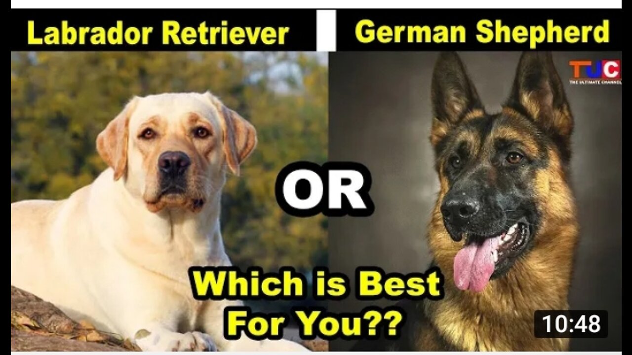 Hilarious doggy sits in a very distinguished manner