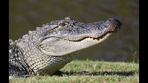 The gator and turkeys Florida