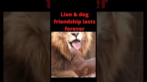 Lion and dog friendship ❤️