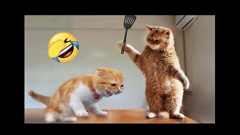 Funniest Animals 2024 😂 New Funny Cats and Dogs Videos 😻🐶 Part 1