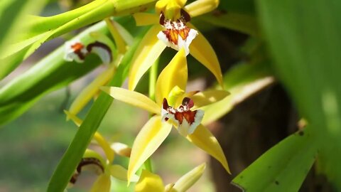 Coelogyne speciosa