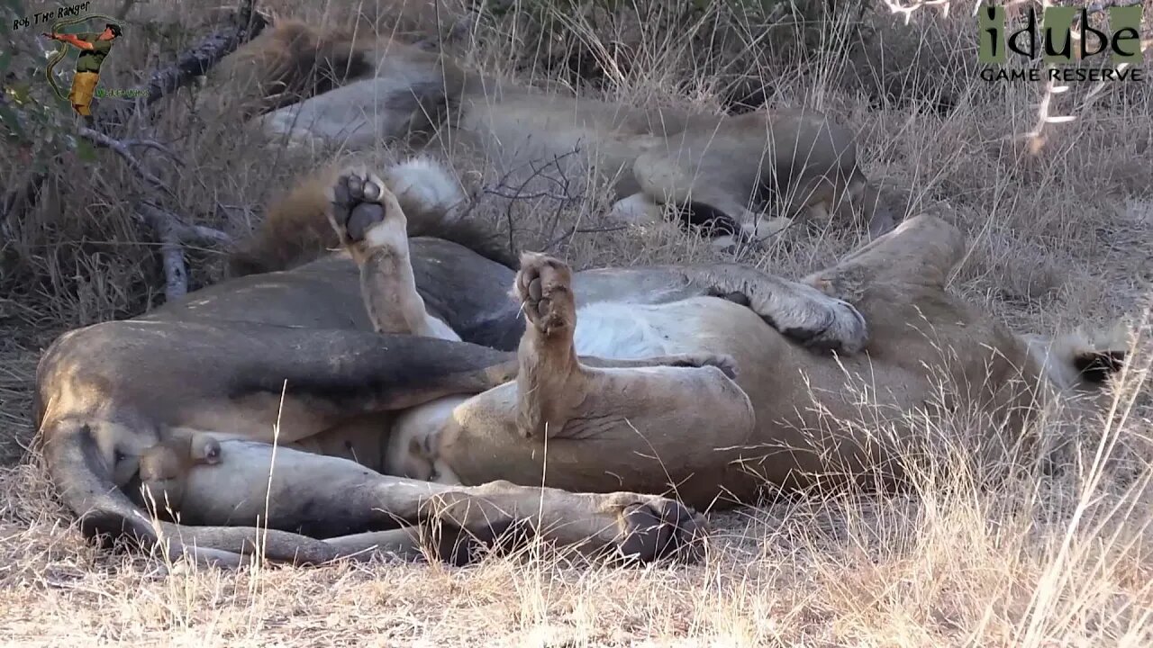 Daughters Of The Mapogo Lions - Rebuilding The Othawa Pride - 64: Lioness Entertains As Pride Hides