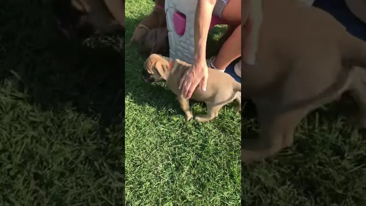 LonelyCreek Otis. Bullmastiffs