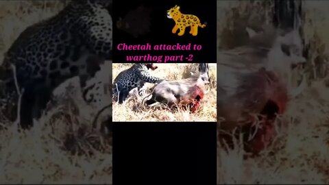 Cheetah attacked to warthog part -2 || 2022 || #shorts #youtubeshorts #shortvideo