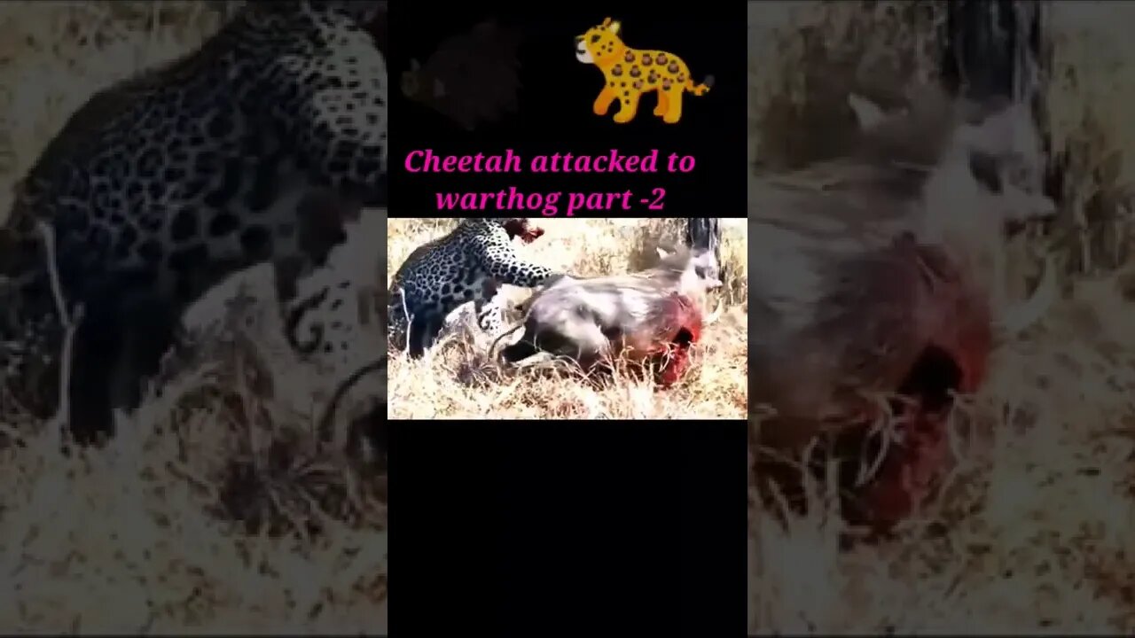Cheetah attacked to warthog part -2 || 2022 || #shorts #youtubeshorts #shortvideo