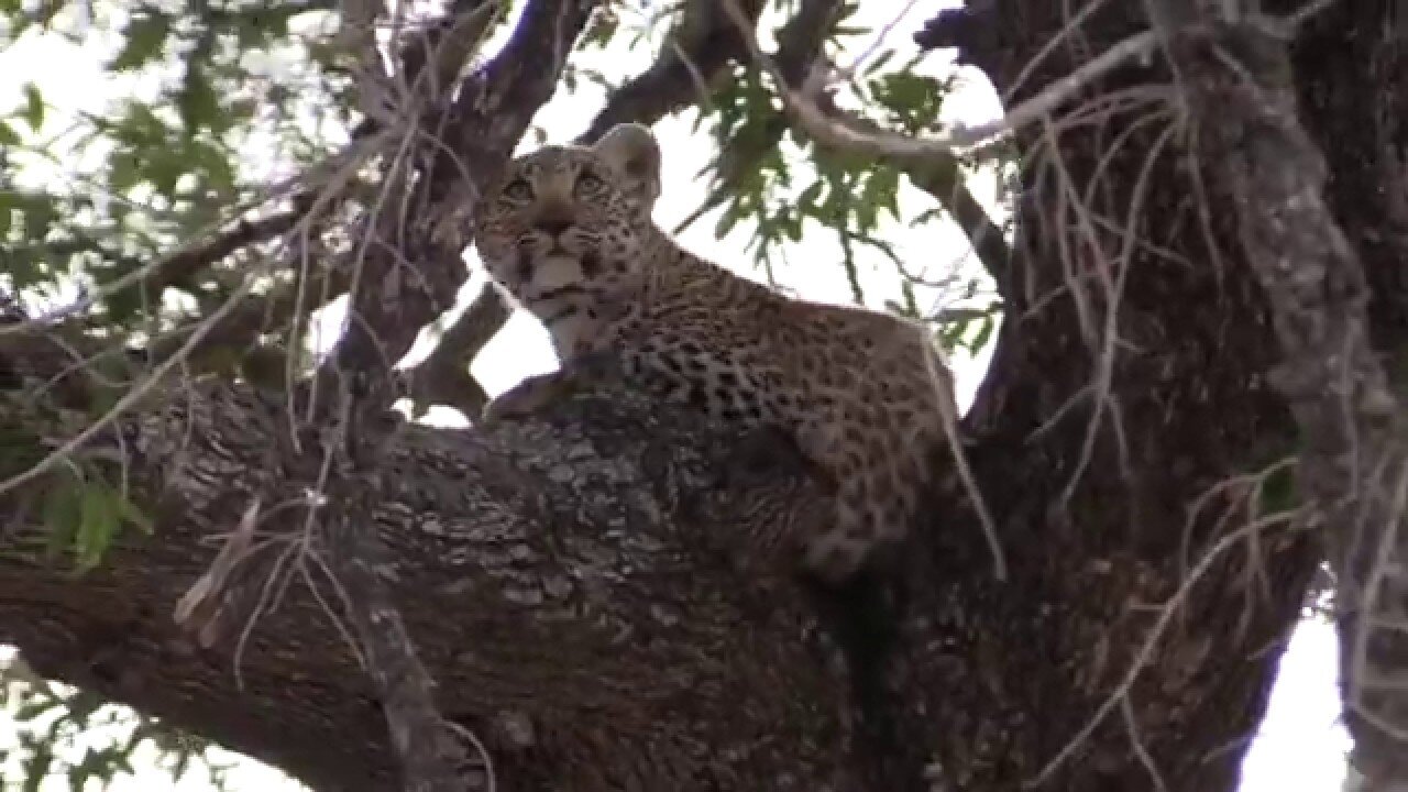 Leopard mother teaching her cub