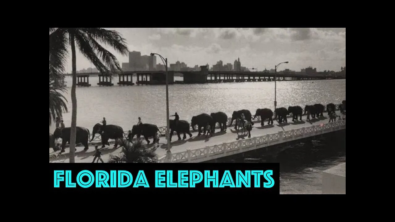 ELEPHANTS OF FLORIDA - Moorish Tartaria OWF#0010