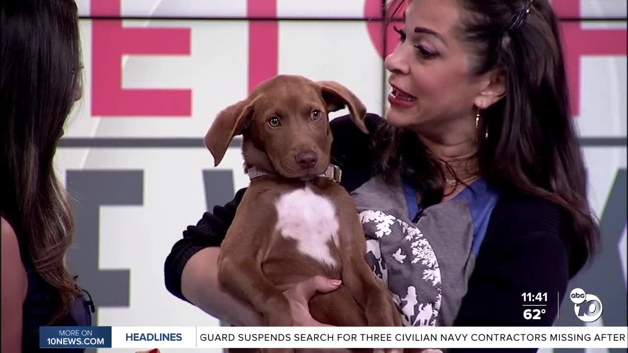 Pet of the Week: Edward