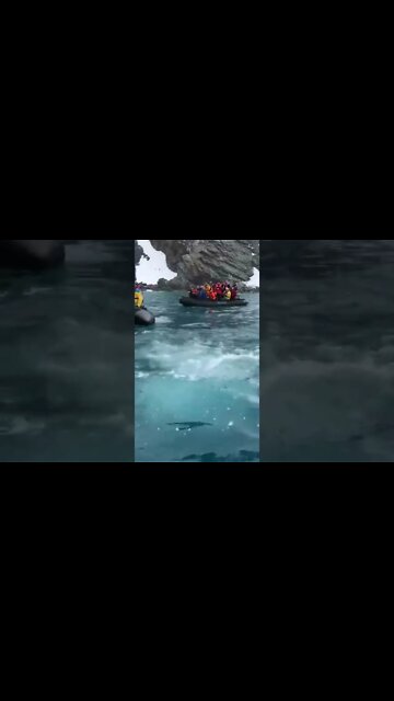 Leopard Seal Attack!