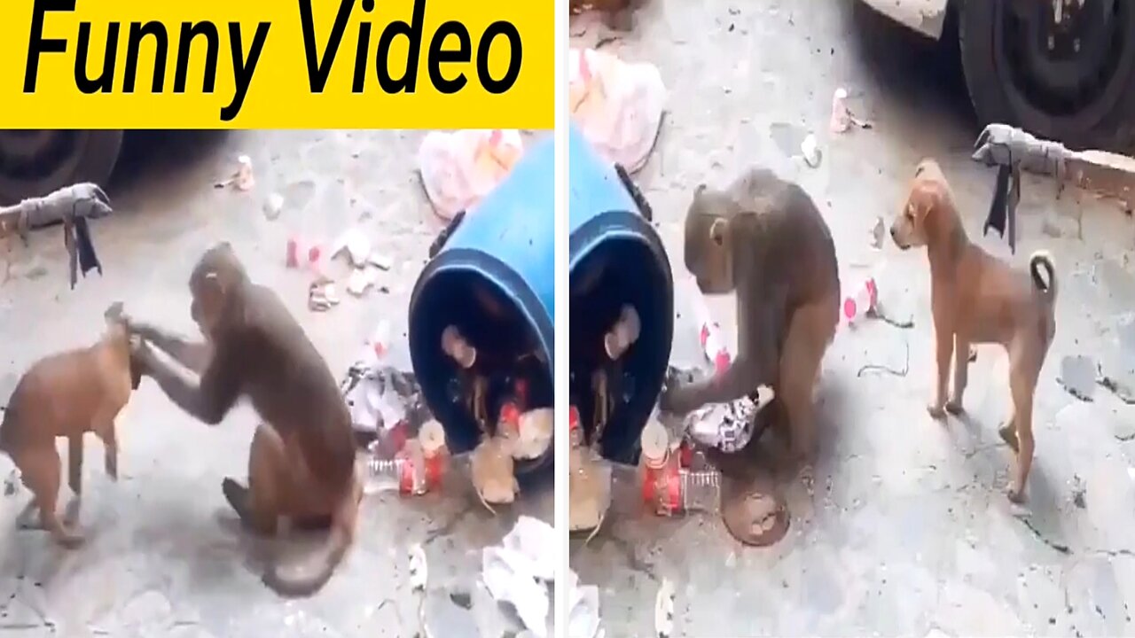 Dog having fun with monkey