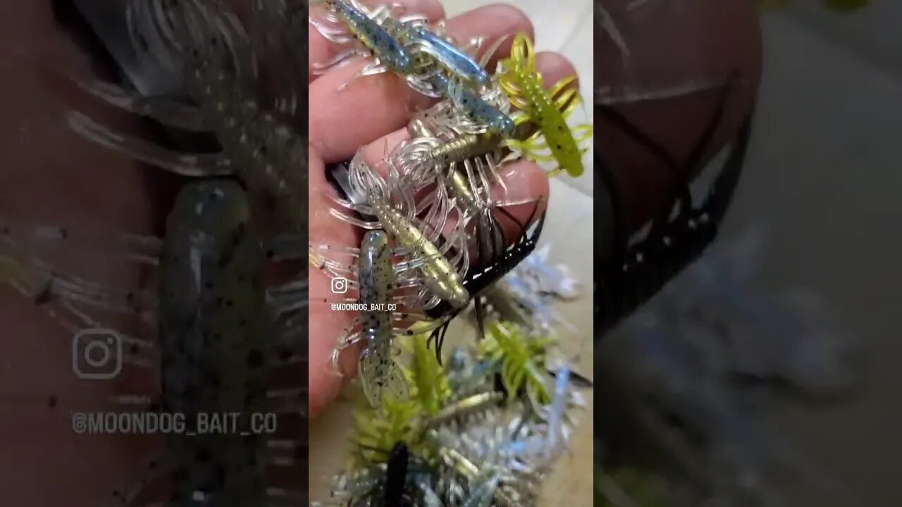 Fresh Hellgrammites are up on the website! #fishing #bluegill #finessefishing #panfishing #shorts