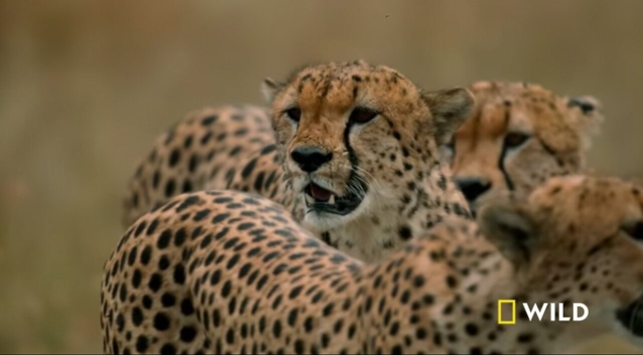 Cheetahs Takedown a wlidebeest l The way of the Cheetah