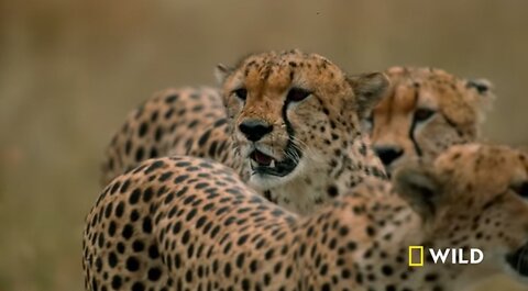 Cheetahs Takedown a wlidebeest l The way of the Cheetah