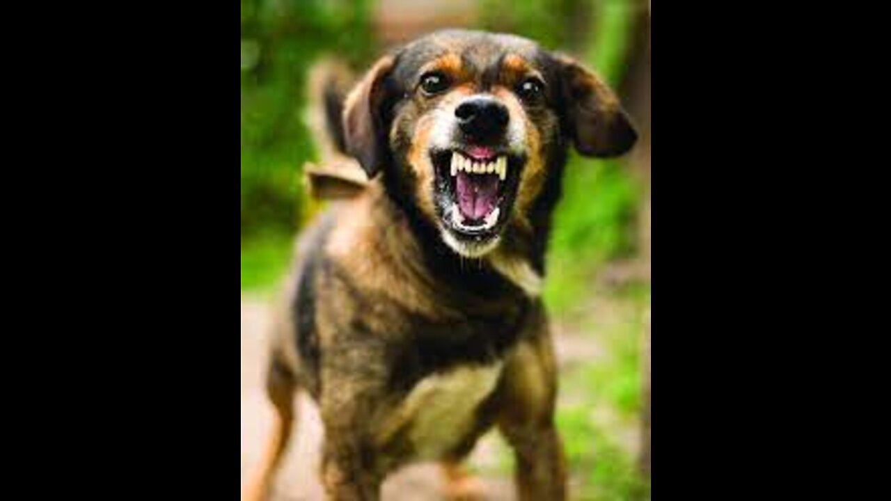 How To Make Dog Become Fully Aggressive With Few Simple Tips And Tricks