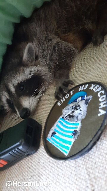 ☀️ Доброе утро, планета! Енот из Херсона проснулся и рад вам об этом сообщить!