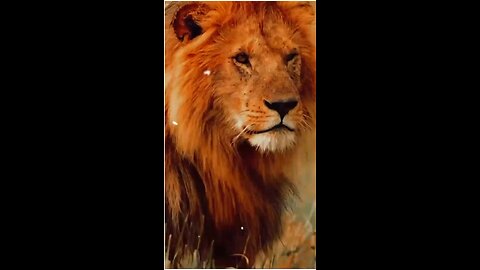 The lion king