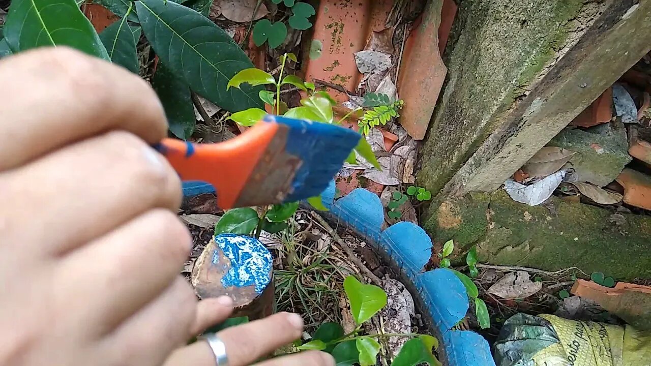 jabuticabeira Cambuí e fortunella mudas com raiz nua que sobreviveram Veja o resultado