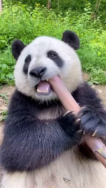 close-up of bear eating food