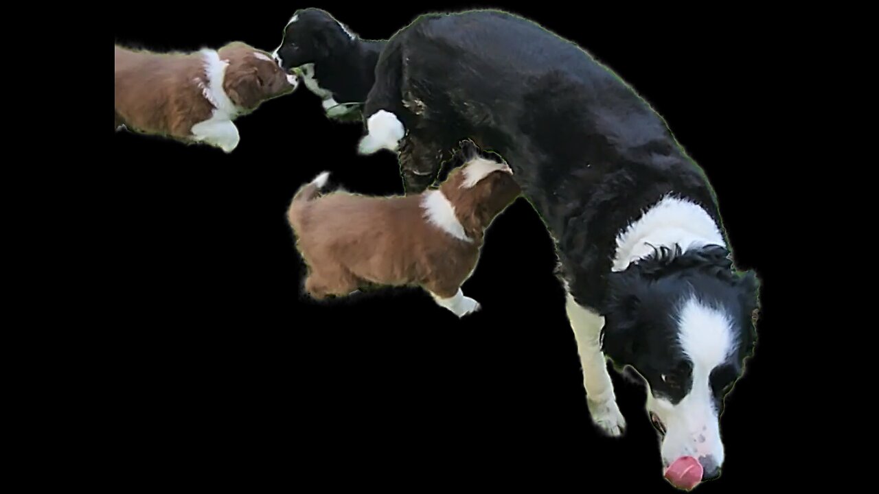 Border Collie birthing