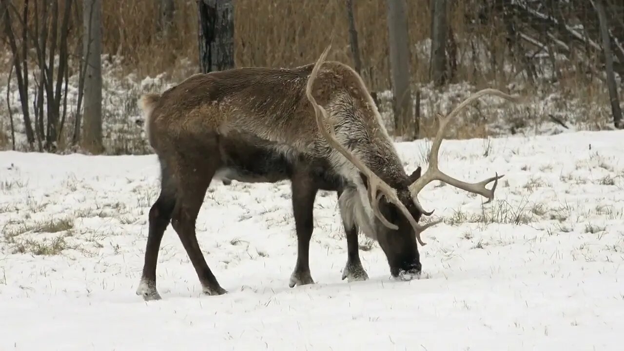 Caribou feeding in snow