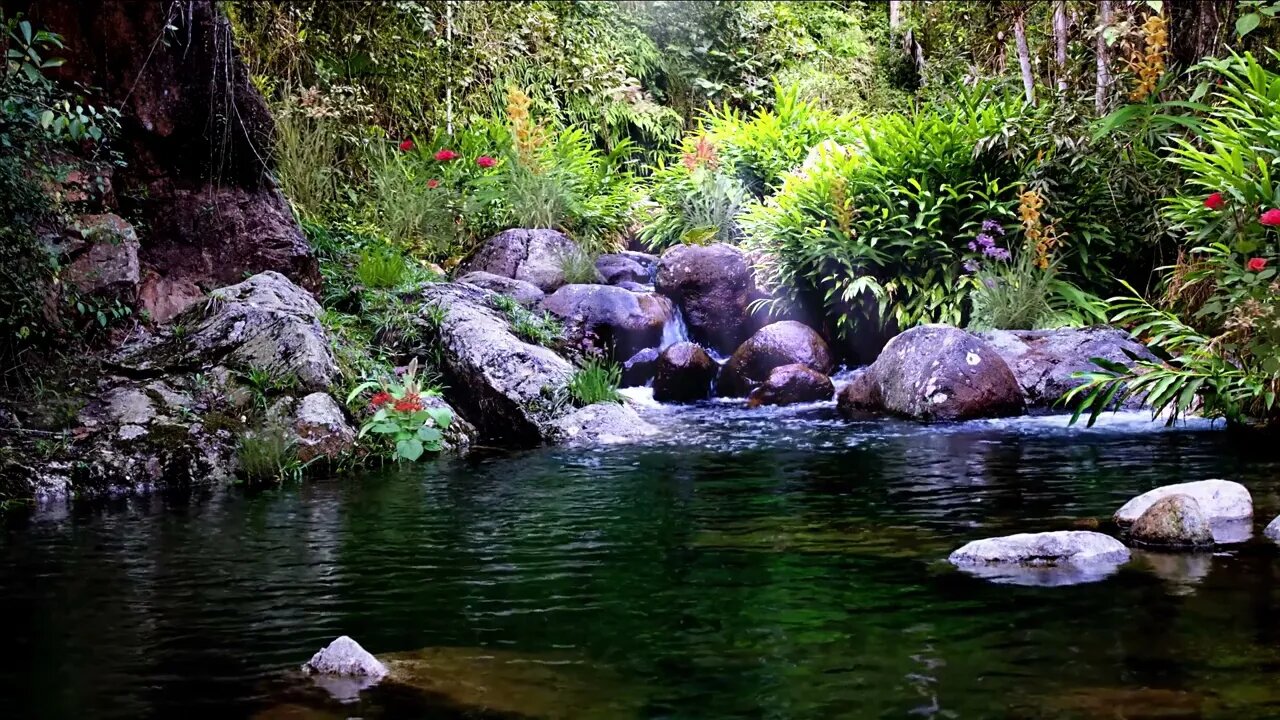 Stream and Birdsong. Forest sounds. Creating a forest atmosphere.