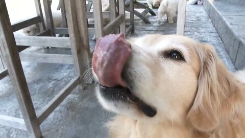 Funny Golden Retriever Begging For Treat