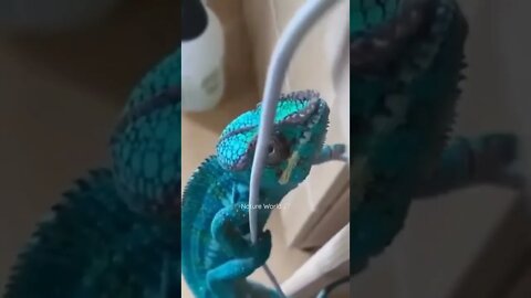 यह क्या कर रहा है😱What Is It Doing👈