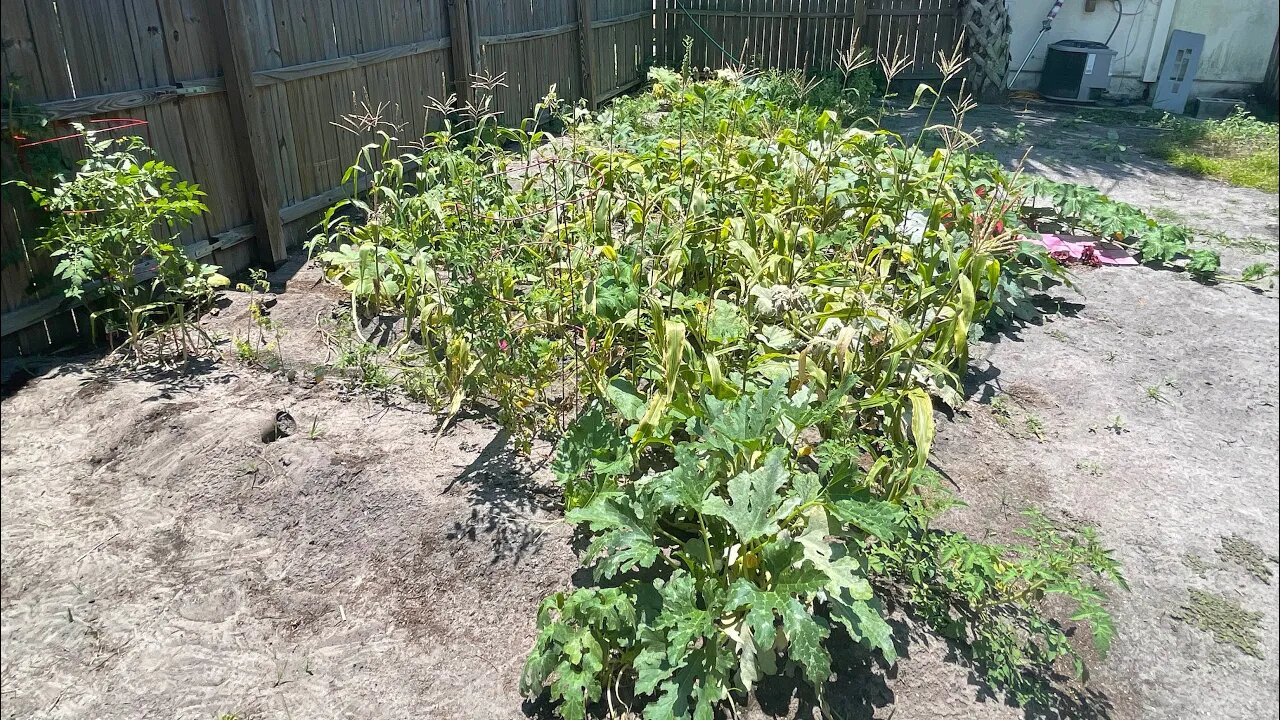 Repurposing Underperforming Corn, Carrots and Lettuce