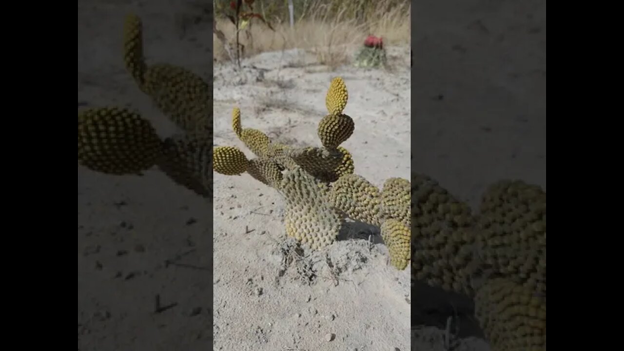 Palminha ou Cactos