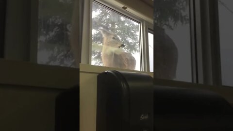 Deer Peeking in at Class