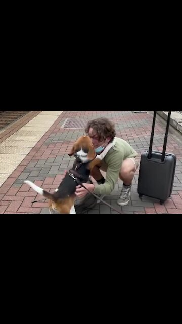 Sweet Beagle Welcomes Home Owner In Heartwarming Reunion