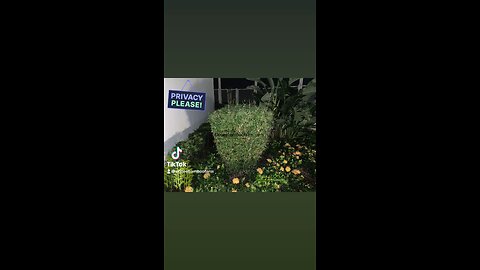 Bamboo For Privacy | Fast Growing Privacy Plants