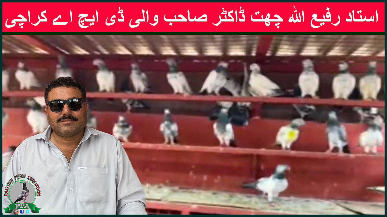 Live From Ustad Rafi-ULLAH Chat Dr Sb Wali Defence Karachi #faisal #ustadmalikbilalpigeons