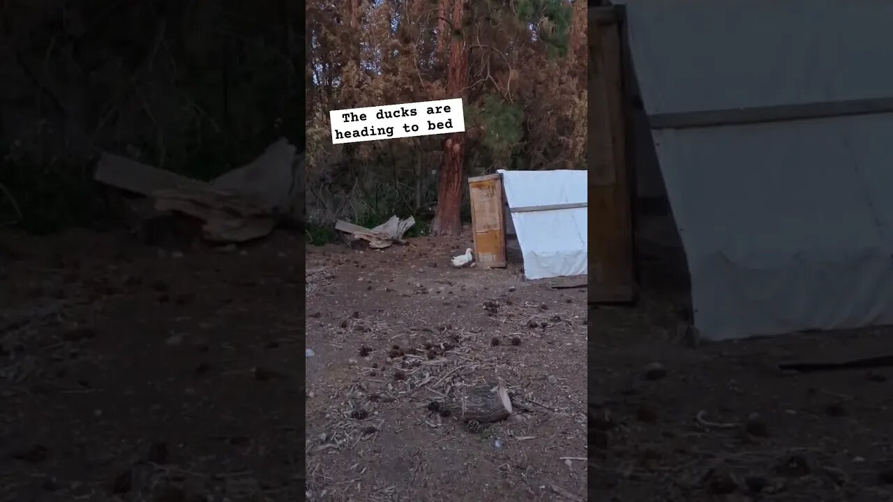 #goodnight #shorts #ducks