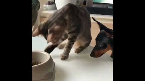 cat gives dog foods