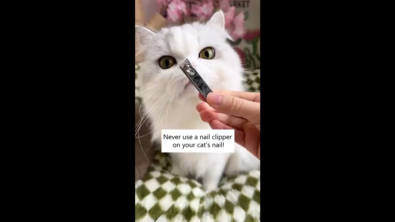 How To Cut Nails Of Cats