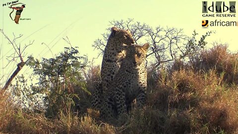 Leopard And Cub - Life Outside The Bushcamp - 33: Moving Through The Bush