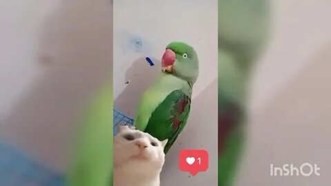 Lovely parrot /Cute Parrot