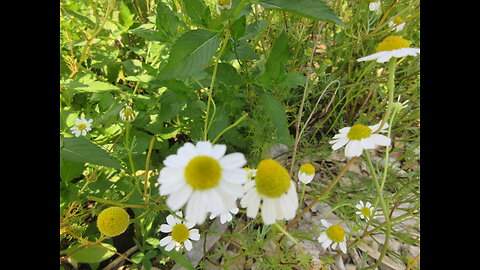 Calm Your Mind Chamomile July 2024