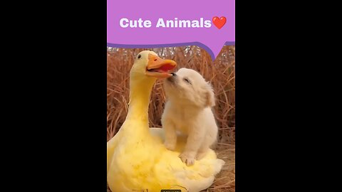 Cute Animals❤️❤️❤️