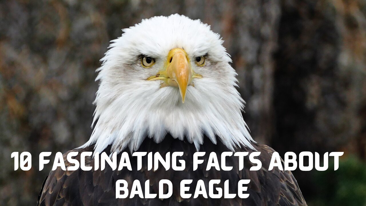 10 interesting fact about Bald Eagle