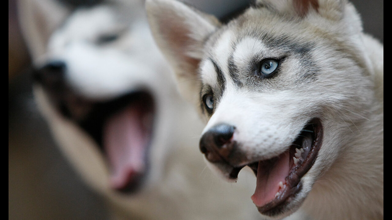 Siberian Husky