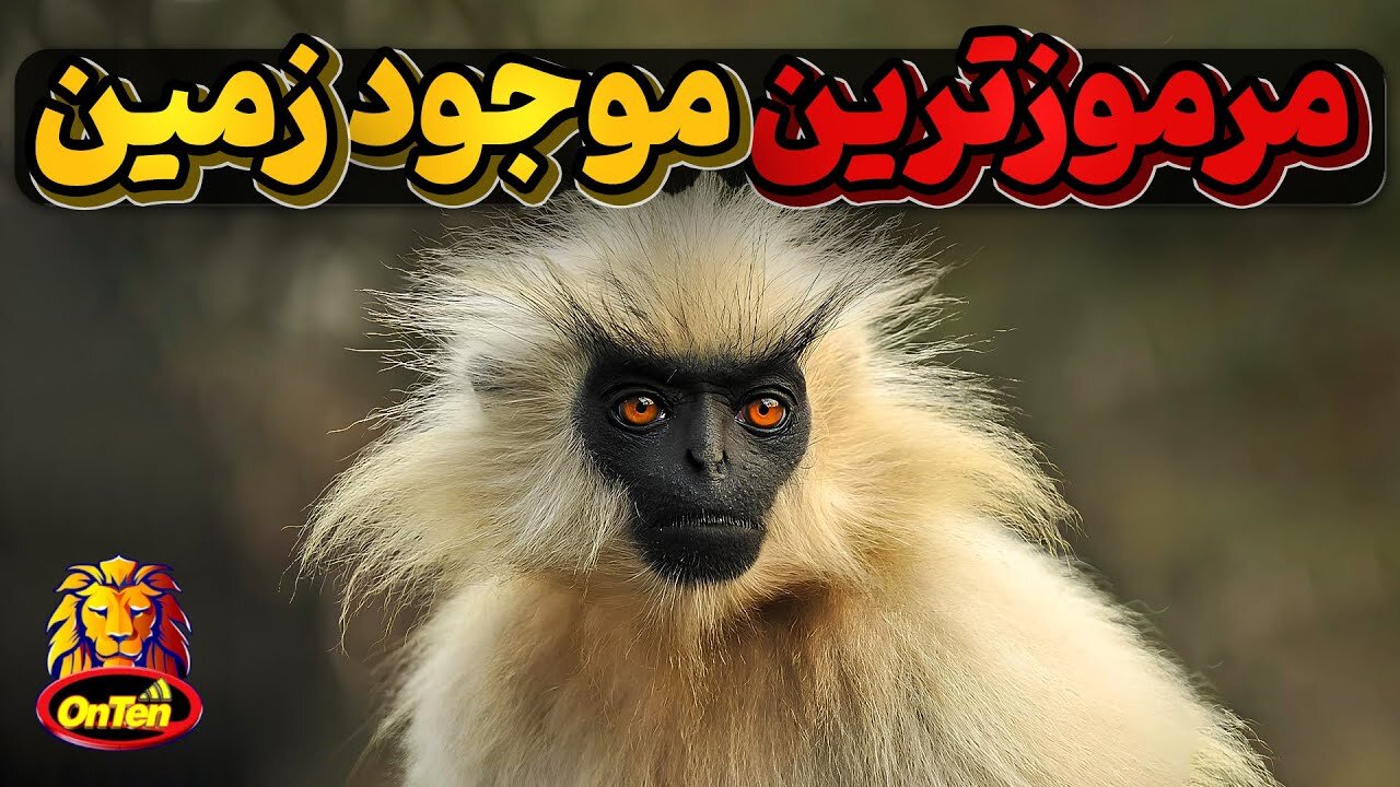 در خطر انقراض ترین نخستی سان فراری از انسان Golden Langur