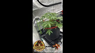 Gorilla glue auto