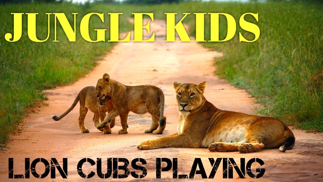 Animal playing|Lion kids