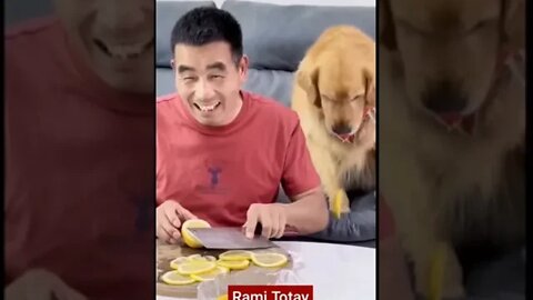 Funny Pets 🤣🤣 Punjabi Dubbing| Bright stars | Nihal ali