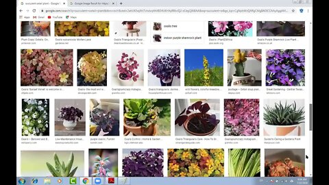 10th Class Bio Xerophytes