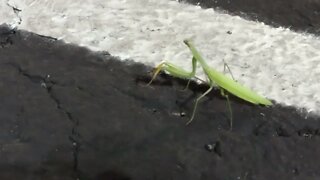 Praying Mantis