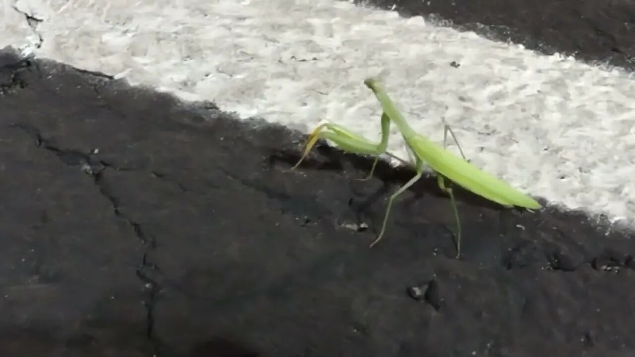 Praying Mantis